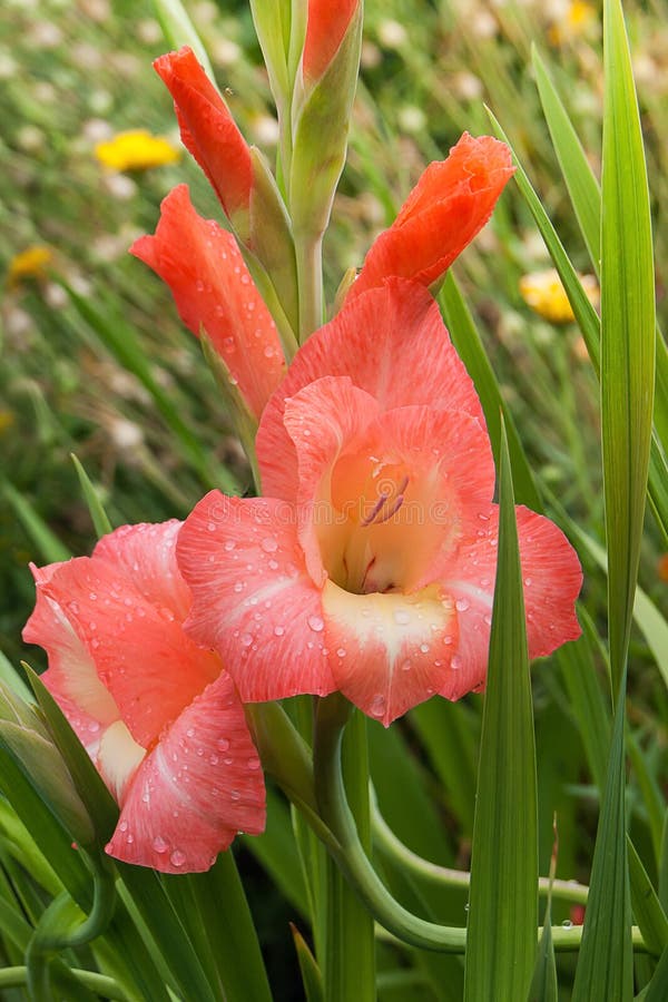 Orange Gladiolus Flower among the Green Grass, Bright Summer Day Stock