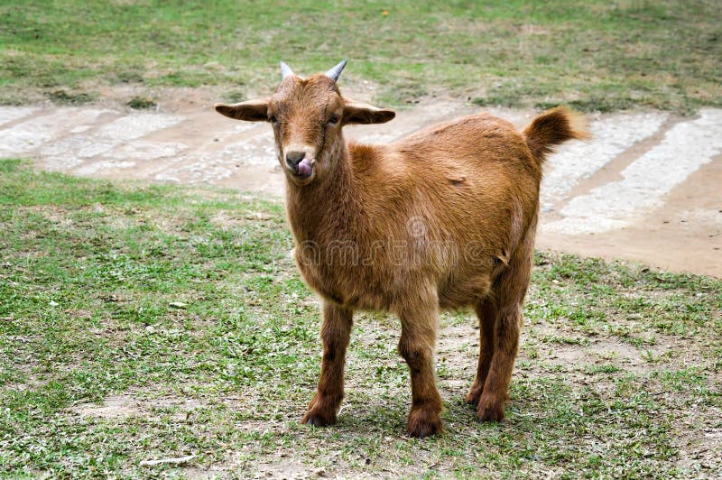 An Orange Goat Licks Its Nose, Full Body View Stock Photo Image of