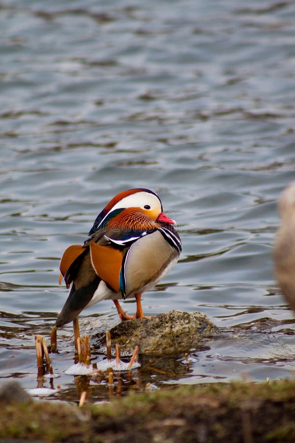 Orange Graue Ente Mit Einem Roten Schnabel Stockfoto - Bild von wellen ...