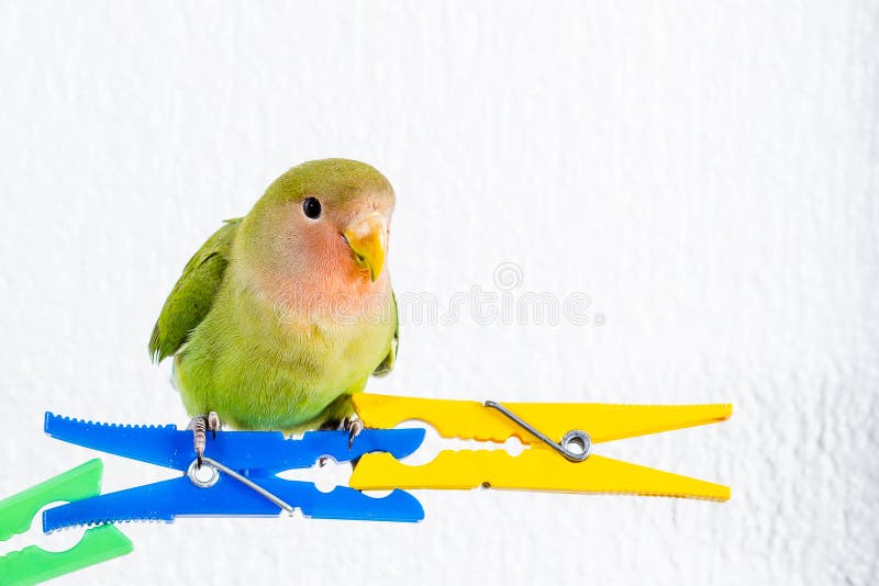 Green Bird Yellow Blue Labet Bird Stock Illustration 2233649253