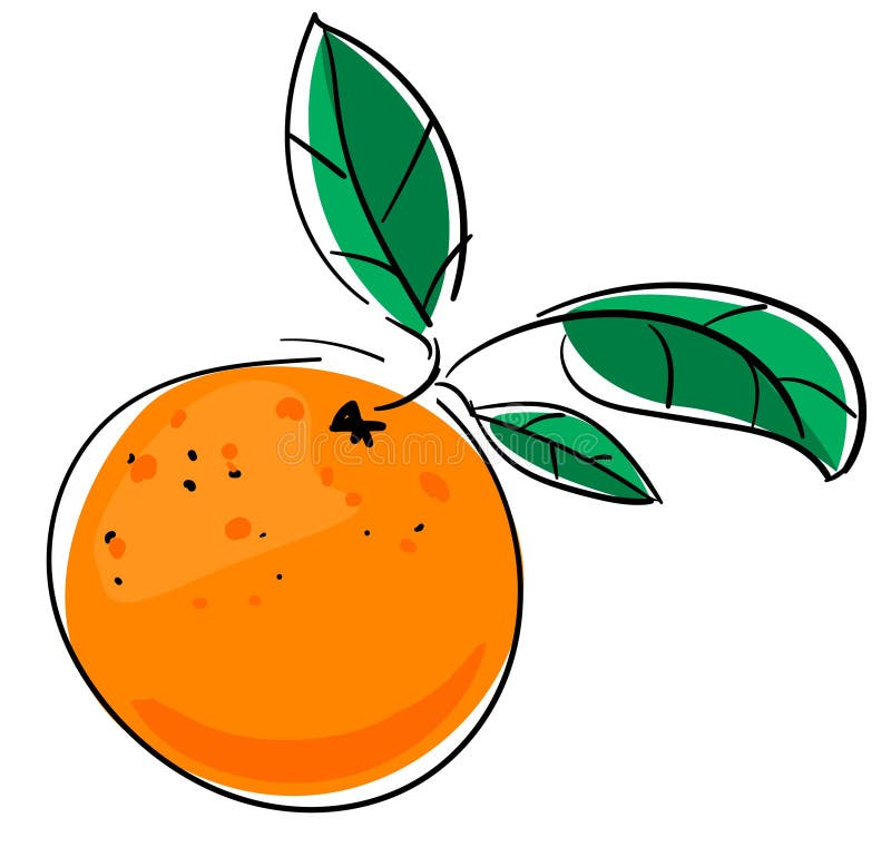 Orange with Green Leaf Drawing on a White Background. Vector
