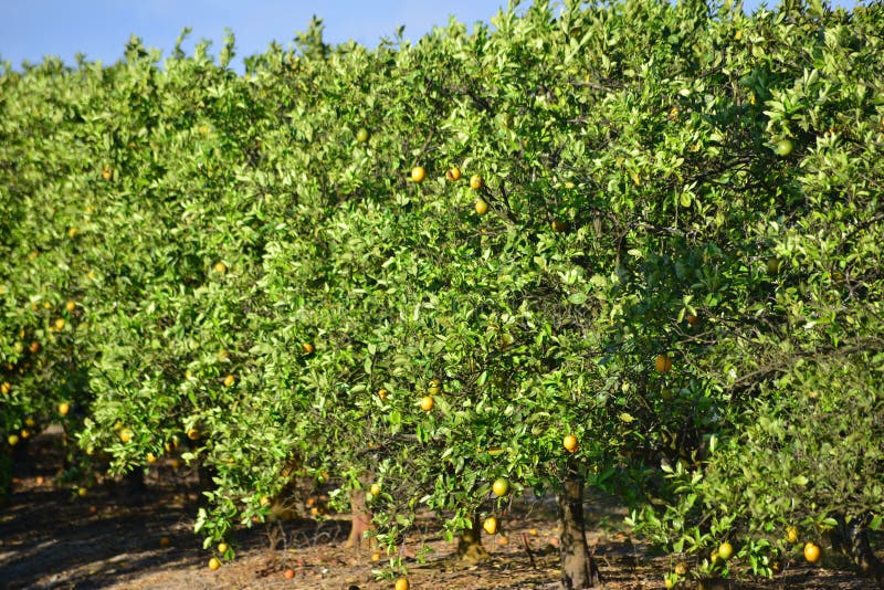 Florida orange grove stock photo. Image of citrus, agriculture 2266444