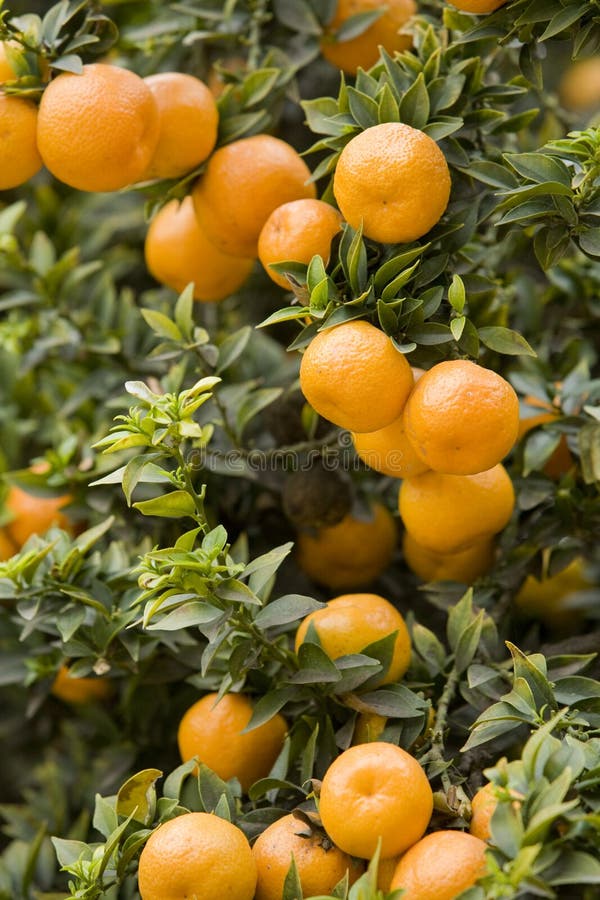 280+ Orange grove Free Stock Photos StockFreeImages