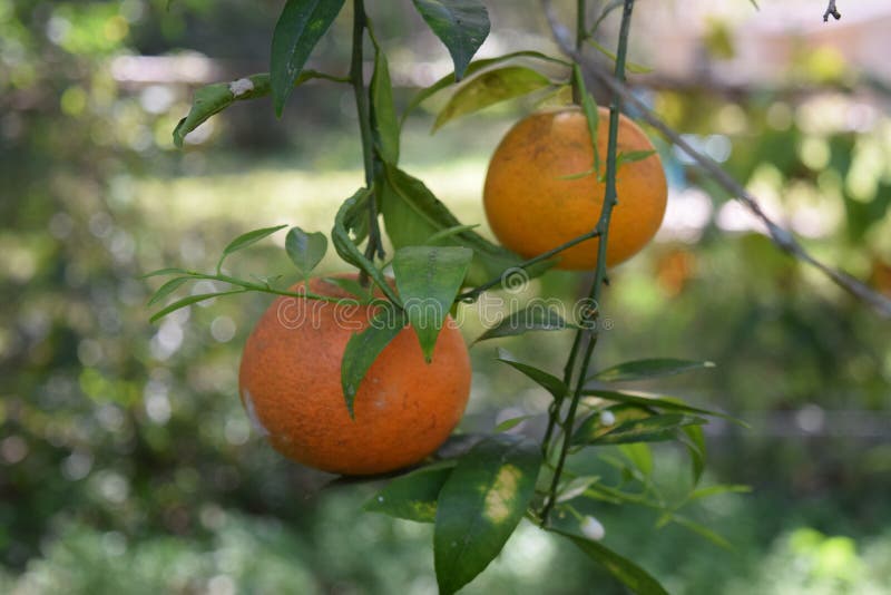 Orange Growing on a Tree in Florida Stock Image Image of blood, lime