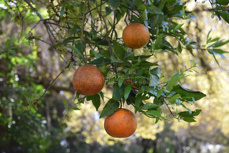Orange Growing on a Tree in Florida Stock Photo Image of lime, branch
