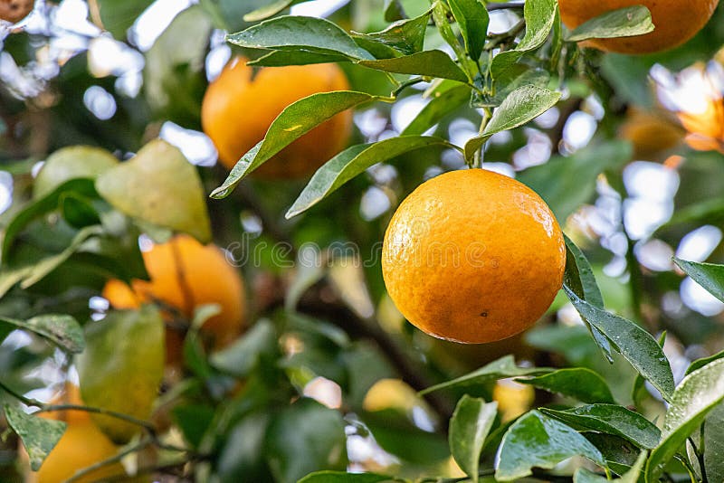 Fresh Oranges on Tree, with Leaves and Branches Stock Photo Image of