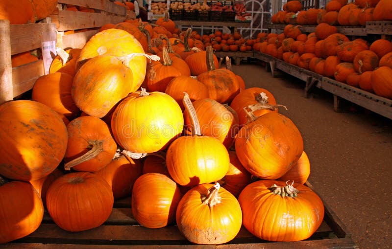 Orange Halloween Pumpkins stock photo. Image of harvest 11596208
