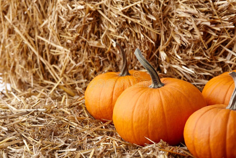 Orange halloween pumpkins on stack of hay or straw stock photo Orange halloween pumpkins on stack of hay or straw stock photo
