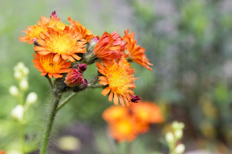 Orange Hawkweed flowers in bloom royalty free stock photo Orange Hawkweed flowers in bloom royalty free stock photo