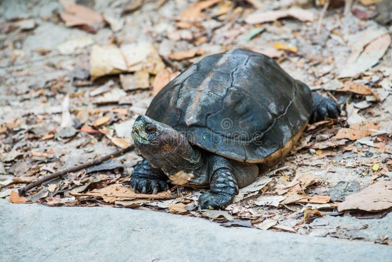 Orange Headed Temple Terrapin or Giant Asian Pond Turtle royalty free stock photo