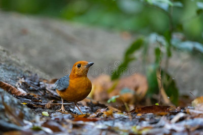 Orange Headed Thrush Stand in the Rain Forest Stock Photo - Image of