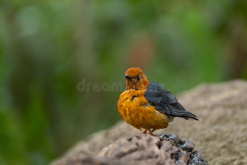 Yellow Headed Thrush Stock Photos - Free & Royalty-Free Stock Photos