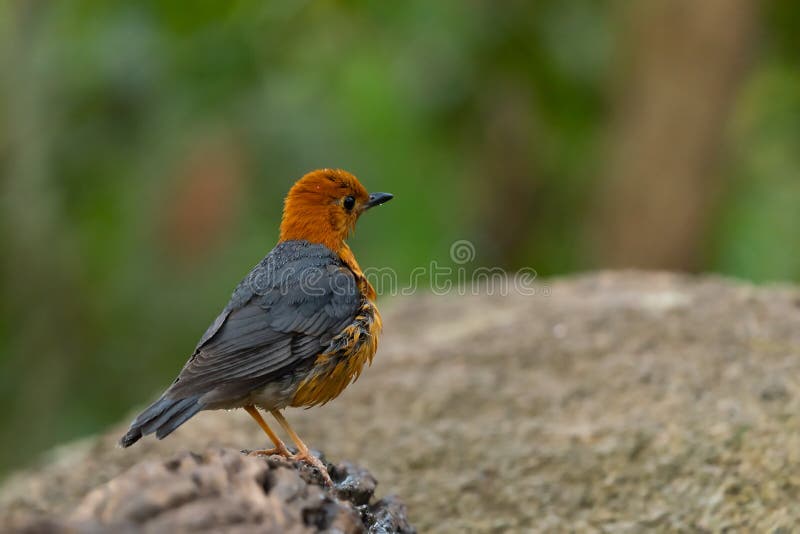 Orange Headed Thrush Stand in the Rain Forest Stock Image - Image of