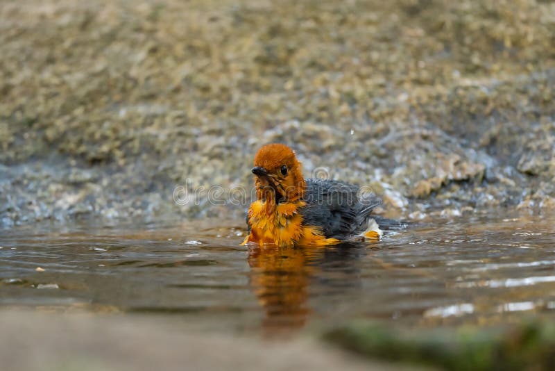 Orange Headed Thrush Stand in the Rain Forest Stock Image - Image of