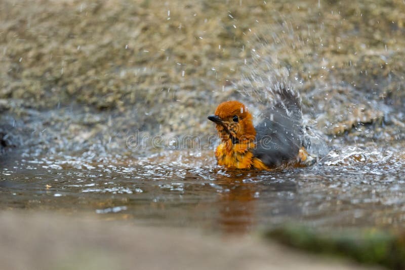 Orange Headed Thrush Stand in the Rain Forest Stock Photo - Image of
