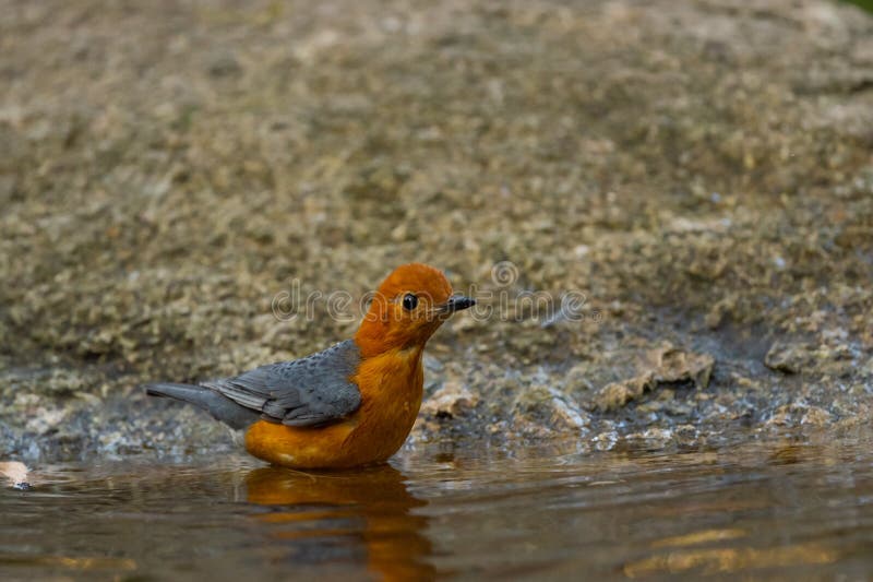 Orange Headed Thrush Stand in the Rain Forest Stock Photo - Image of