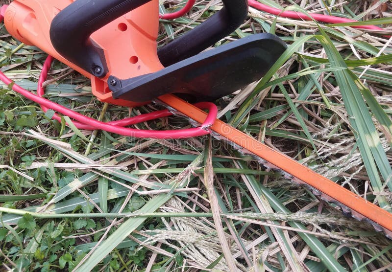 Orange Hedge Trimmer and Cut Electrical Cable Stock Image Image of