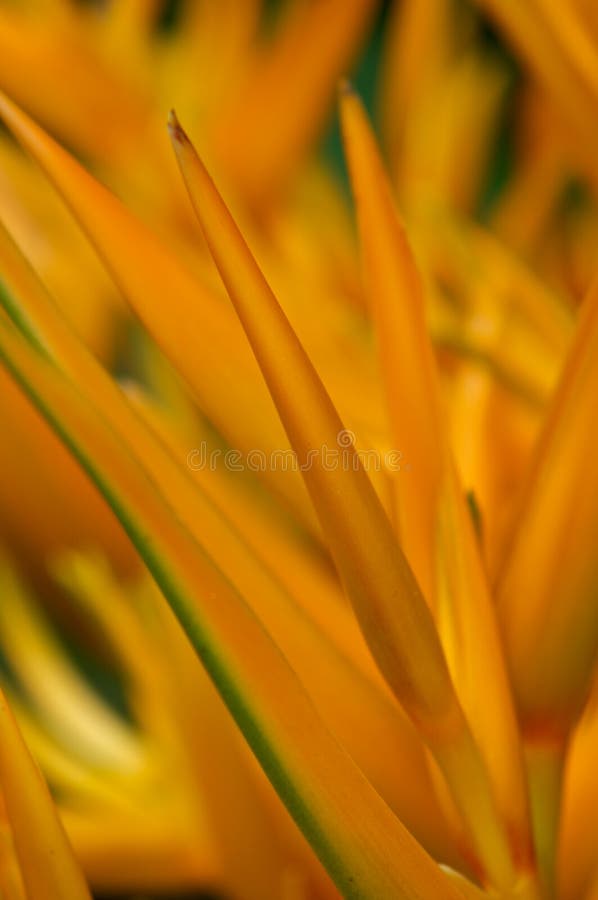 Orange Heliconia