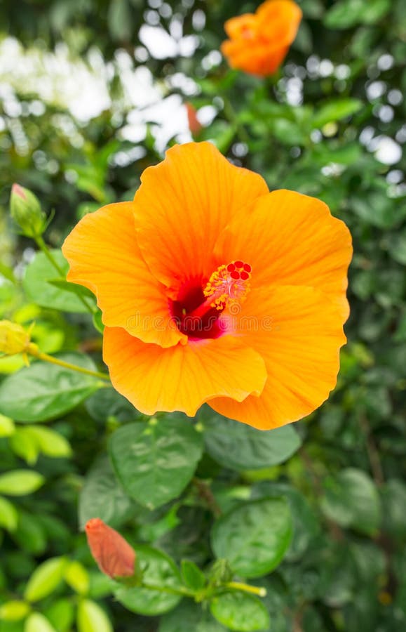 Orange Hibiscus stock photo Orange Hibiscus stock photo