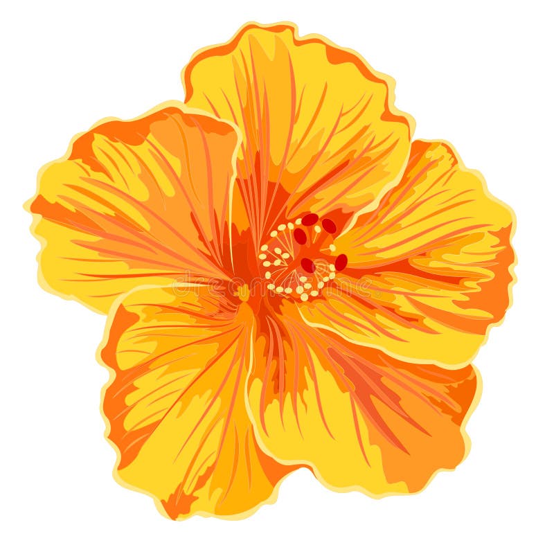 Orange hibiscus simple stock vector. Illustration of blooming 35541900
