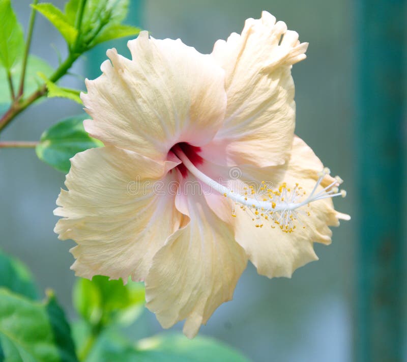 Orange Hibiscus, Tropical Flower. Stock Image Image of mallow, herb