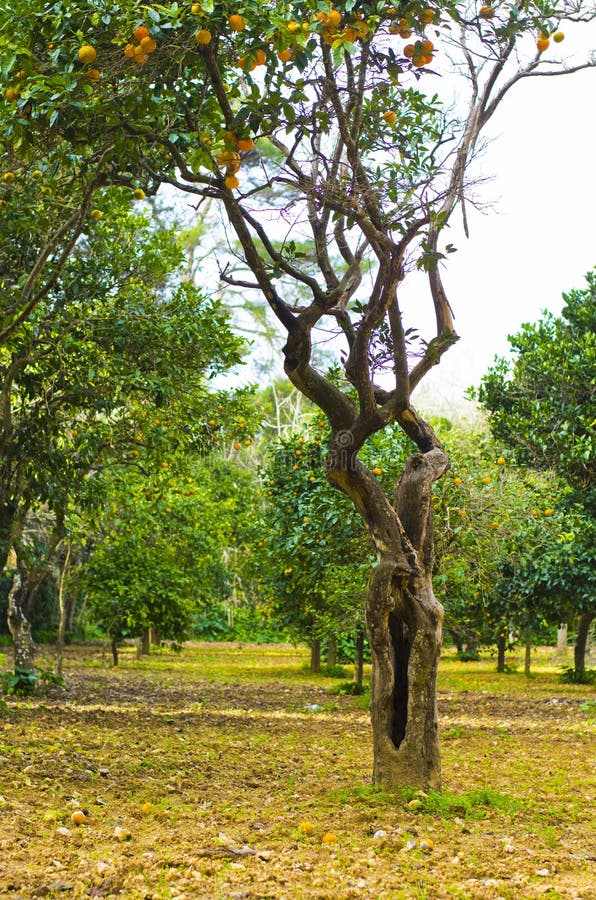 Orange hollow tree