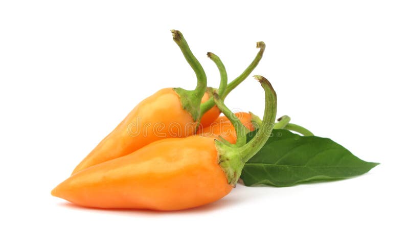Orange hot chili peppers paprika