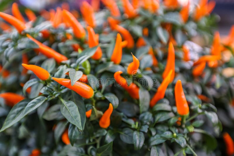 Orange Hot Cilli Pepper. stock image. Image of chillies 60115499