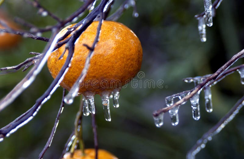 Ice on an appletree stock image. Image of spring, icicle 405905