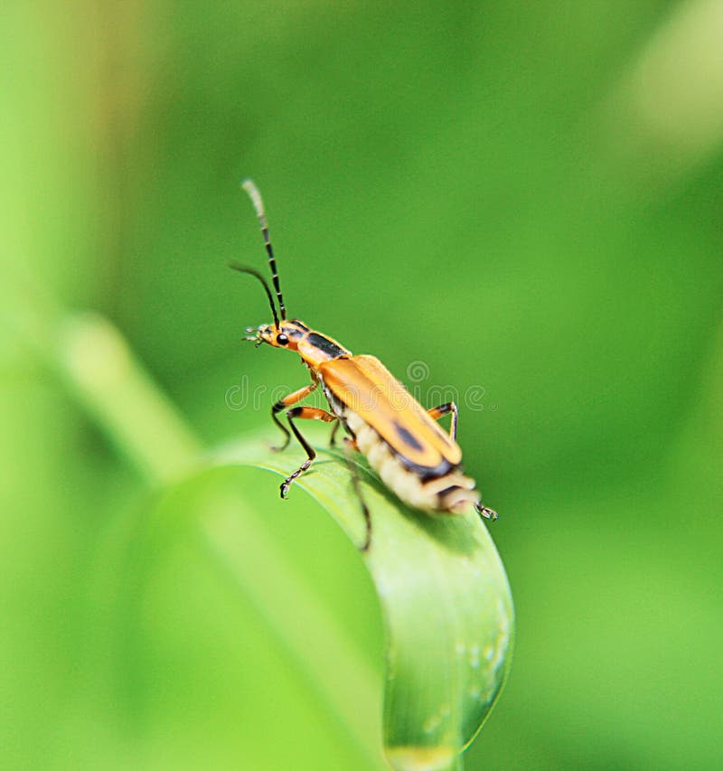 Orange insect stock image. Image of insect, grass, blade 94199051