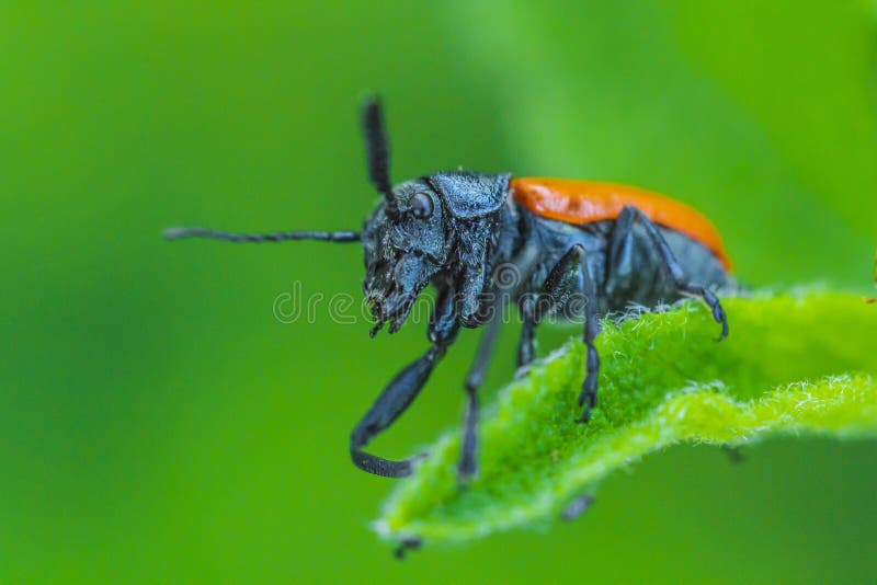 Orange insect stock photo. Image of nature, entomology 124278100