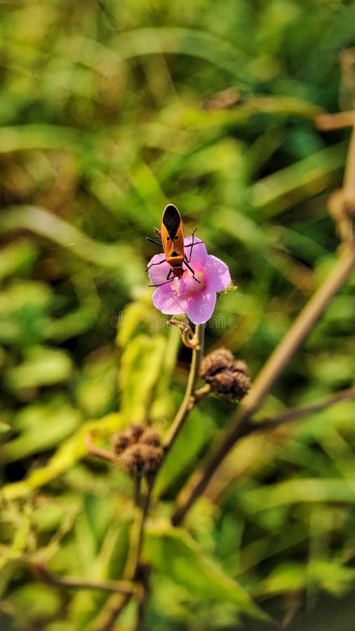An orange insect perched on a small pink wildflower in a field stock image