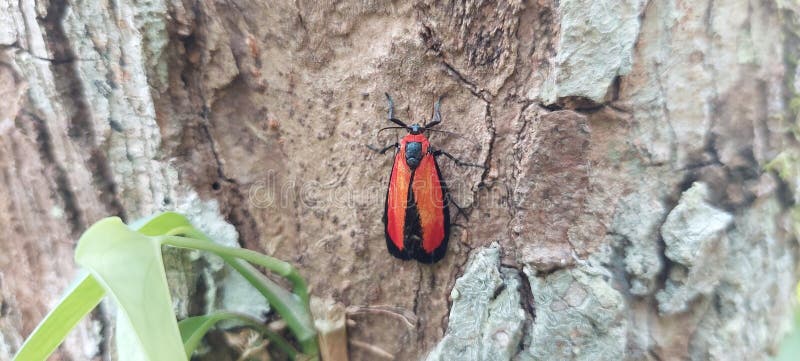 An orange insect perched on a tropical tree trunk royalty free stock photography