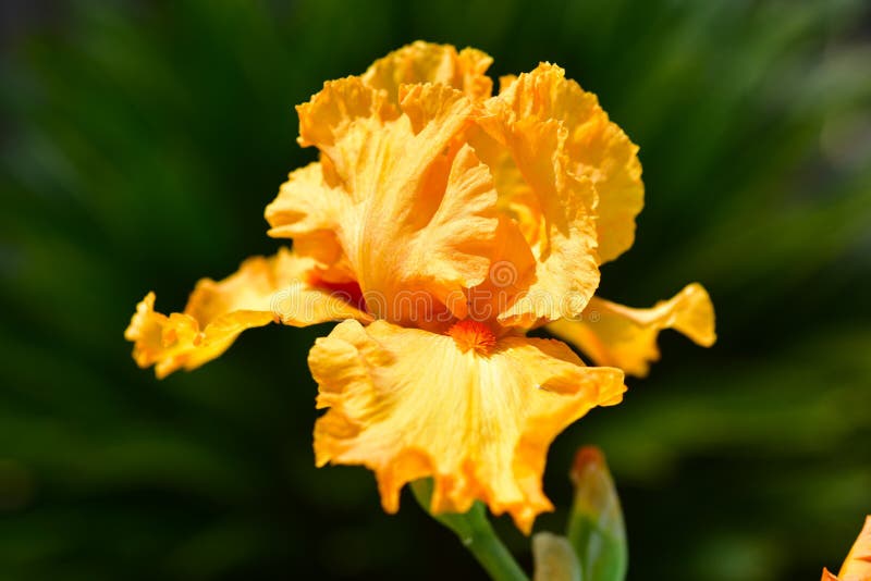 Orange iris plant stock image. Image of plant, irises 91551415