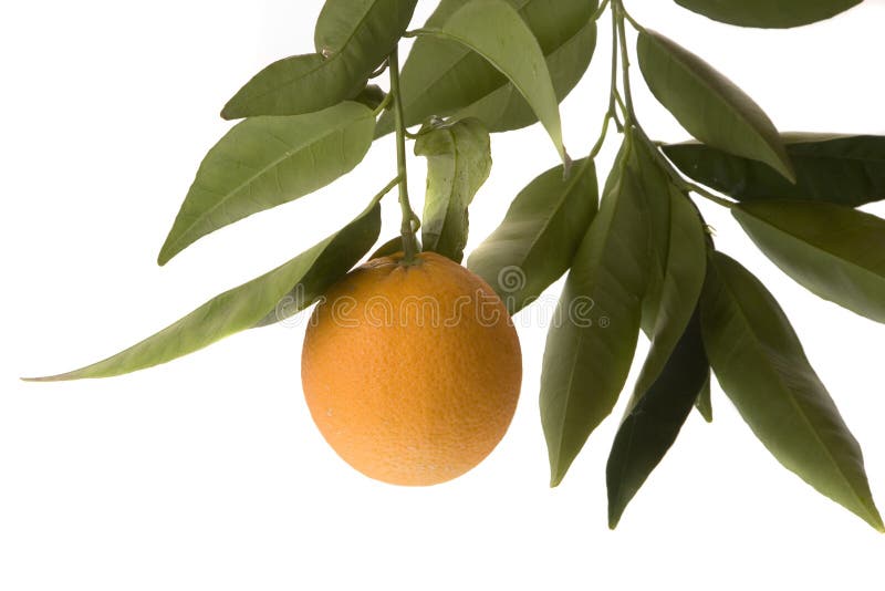 Orange isolated with leaves