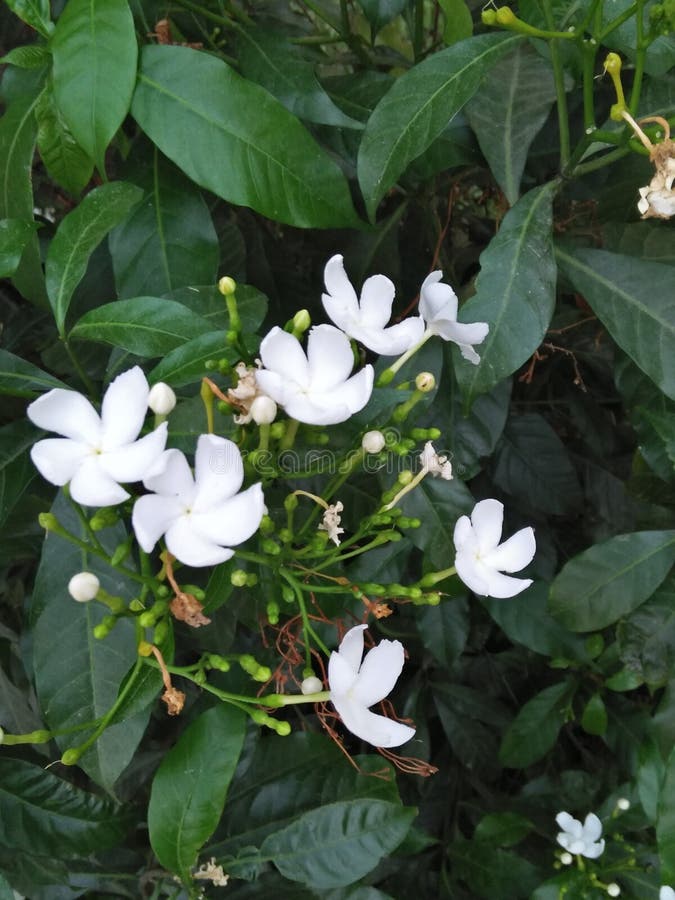 ORANGE JASMIN U. X28; MARYA PENICULATA U. X29; Stockbild Bild von