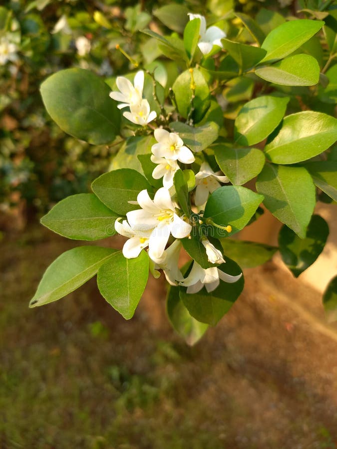 Orange Jasmine, India stock photo. Image of food, tree 256821222