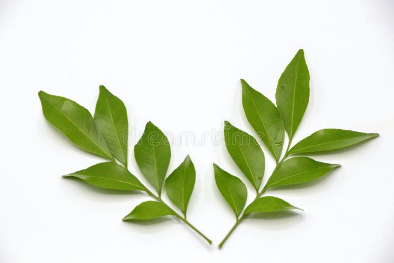 Orange Jasmine Leaves Isolate on White Background.Murraya Paniculata Stock Photo Image of