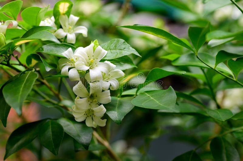 Orange jasmine stock image. Image of tropical, color 77028911