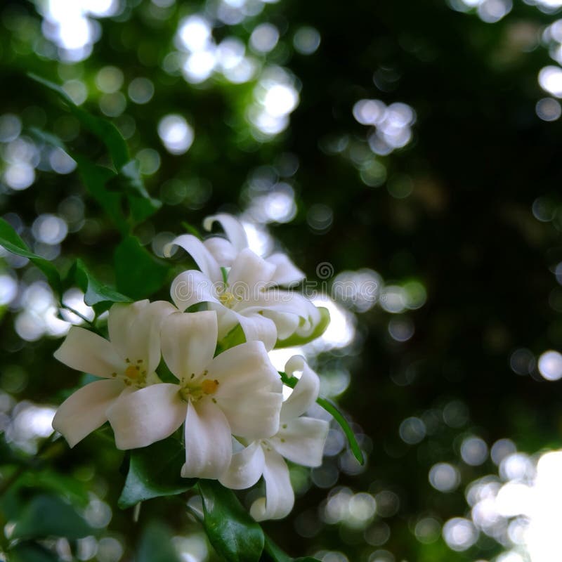Orange jessamin stock photo. Image of good, leaf, smell 57766872