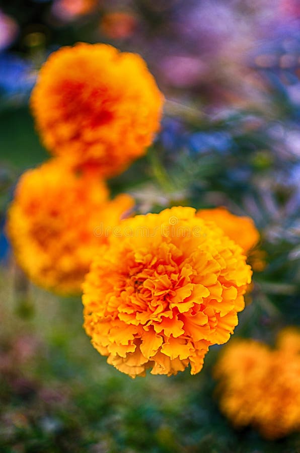 Orange juice flowers grow in the fresh air stock photography Orange juice flowers grow in the fresh air stock photography