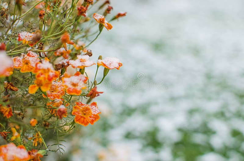 Orange juice flowers grow in the fresh air royalty free stock photography Orange juice flowers grow in the fresh air royalty free stock photography
