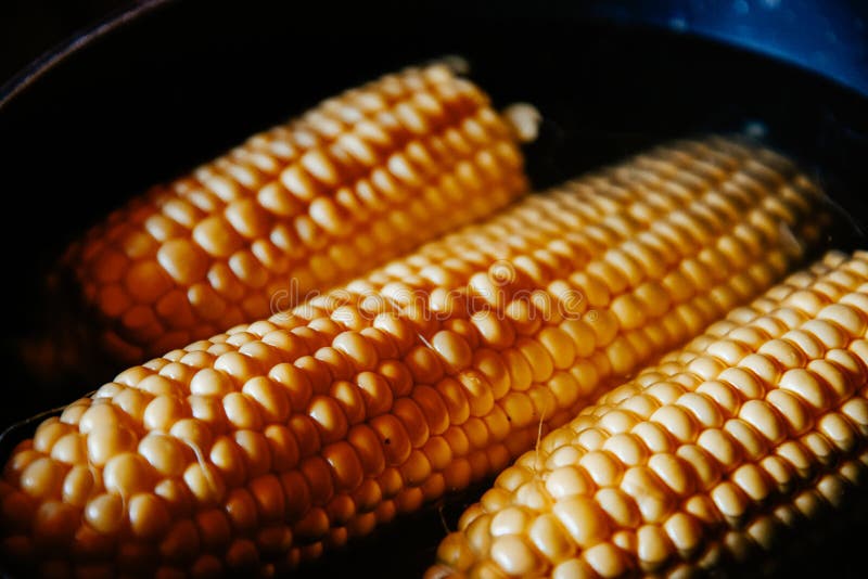 Orange Juicy Corn is Boiled in Water with Salt. Corn in Boiling Water