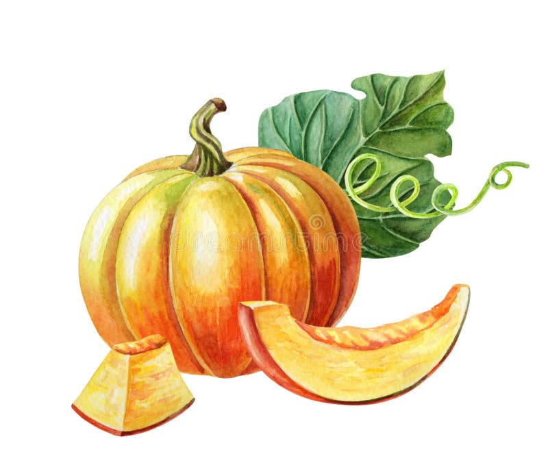 Orange K?rbis Aquarellillustration auf wei?em Hintergrund Frische vegetarische Nahrung der Herbsternte lizenzfreie abbildung Orange K?rbis Aquarellillustration auf wei?em Hintergrund Frische vegetarische Nahrung der Herbsternte lizenzfreie abbildung
