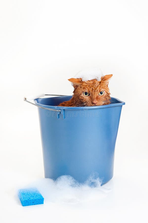 Orange katt som får ett bad i en hink royaltyfri foto Orange katt som får ett bad i en hink royaltyfri foto