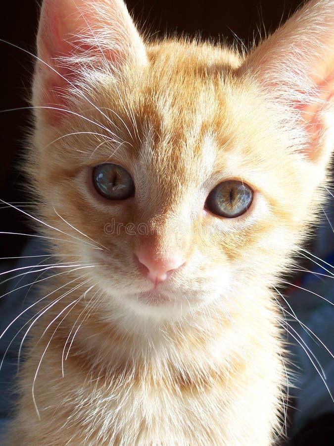 Orange Kitten Picture. Image 3257456