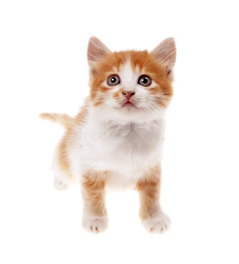 Orange kitten stock photo. Image of feline, background 43924736
