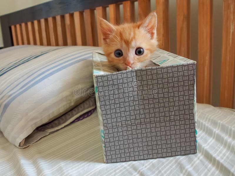 Orange Kitten in Tissue Box Stock Image Image of kleenex, facial 234195237