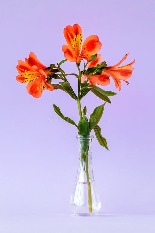 Orange kulöra blommor av alstroemeria, kallade gemensamt den peruanska liljan eller liljan av incasna i en liten genomskinlig exp arkivbilder Orange kulöra blommor av alstroemeria, kallade gemensamt den peruanska liljan eller liljan av incasna i en liten genomskinlig exp arkivbilder