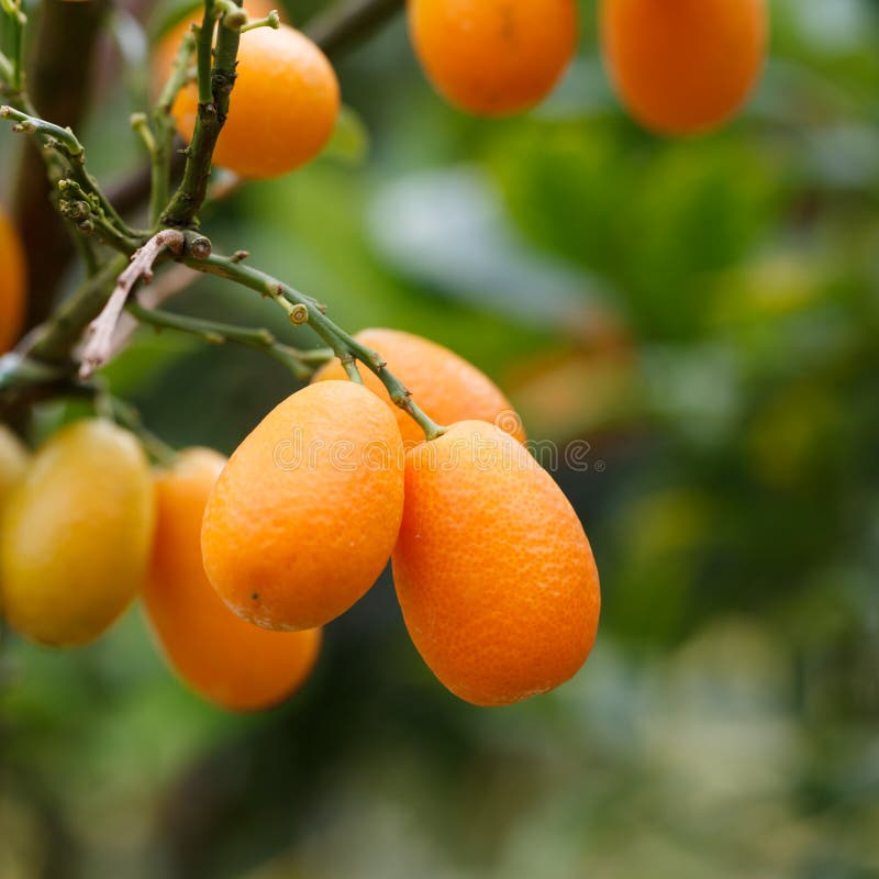Orange Kumquat on the Tree, Exotic Fruits on Branch and Water Drops on